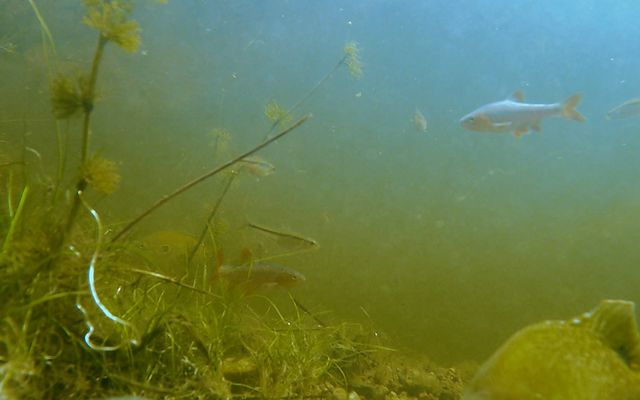 Topeka shiner underwater.