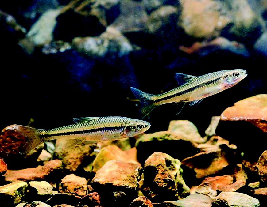 A close up image of two fish swimming in dark water.