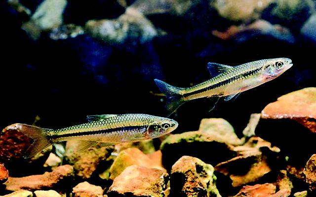 Two Topeka shiners small, silver fish with bright blue fins – swim along the rocky creekbed.