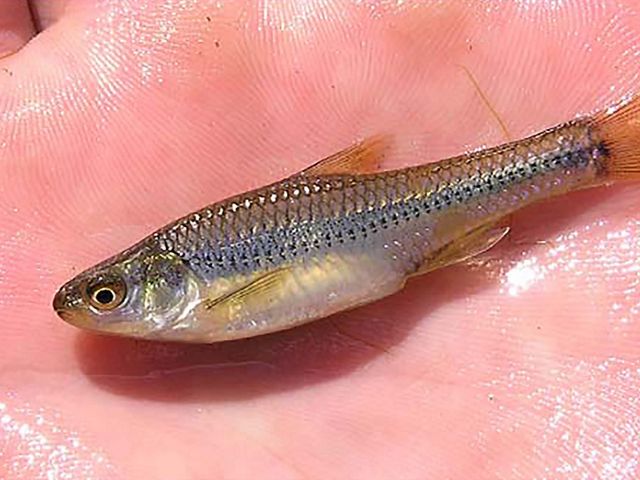 A small minnow in the palm of someone's hand.