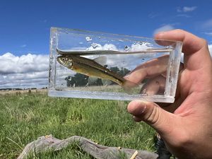  Two scientists survey a small fish.