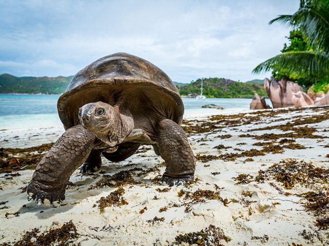 About 300 of free roaming Aldabra giant tortoises live in Curieuse Marine National Park, Curieuse Island, Seychelles. They make up the second largest population in the world.