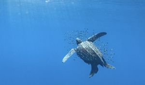 Una tortuga laúd nada en mar abierto.