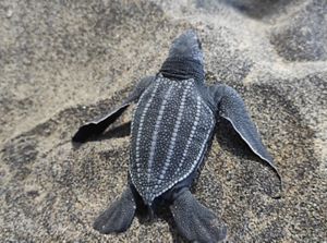 Una cría de tortuga laúd.