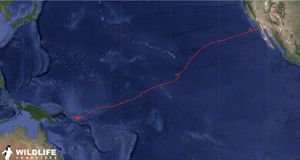 ruta migratoria de la tortuga laúd.