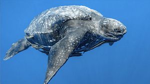 una tortuga Laúd nadando en mar abierto.