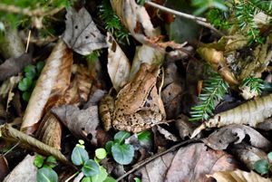 A small brown and black speckled toad rests on top brown leaves and green pine on the forest floor.