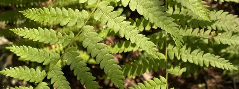 A closeup view of a bright green fern.