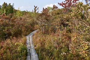 A thin boardwalk path curves through a meadow of tall brown grasses and empty brown shrub branches. 