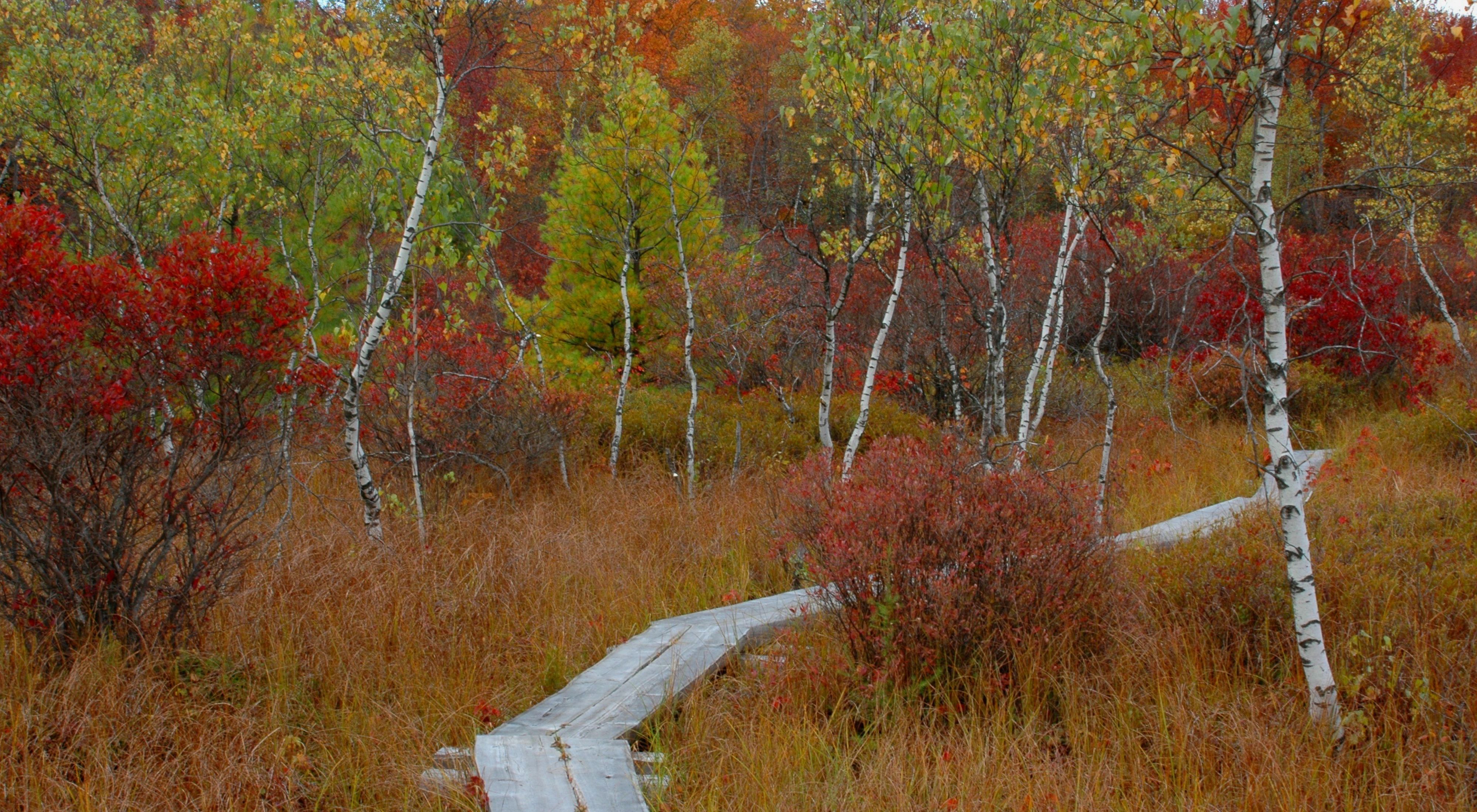 A thin wooden boardwalk curves through a meadow with tall brown grasses and fall colored red, orange, yellow, and light green shrubs and thin trees.