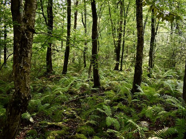 Several tall and thin trees and green ferns grow in rows through a forest.