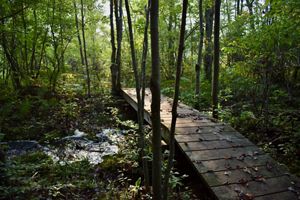 A large boardwalk cuts through a dark wetland. Several tall and thin trees block the sunlight from touching the forest floor.