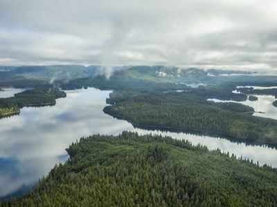 An aerial image of a forest with many connecting lakes.