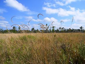 Tall curly plants emerge from a vast grassy meadow.