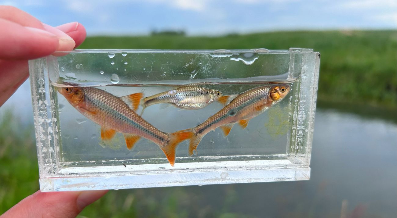Three Topeka shiners in a small glass aquarium.