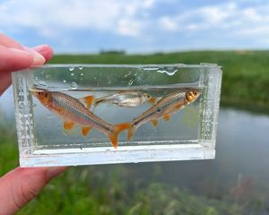 Topeka shiners in a small glass aquarium.