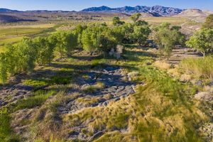 Aerial view of cottonwood trees in the desert with purple mountains in the background.