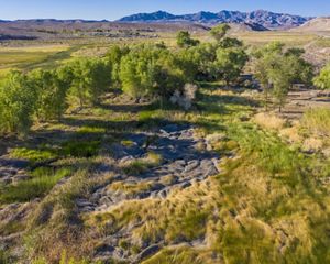 Aerial view of cottonwood trees in the desert with purple mountains in the background.