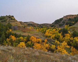 View of fall color in a North Dakota landscape.