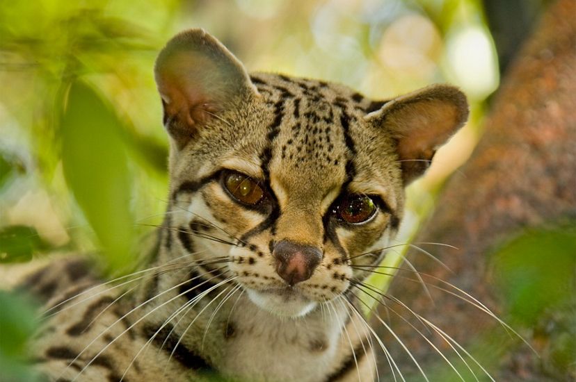 A small wild cat with big eyes, long whiskers and a leopard-like pattern looks around in a tropical rainforest.