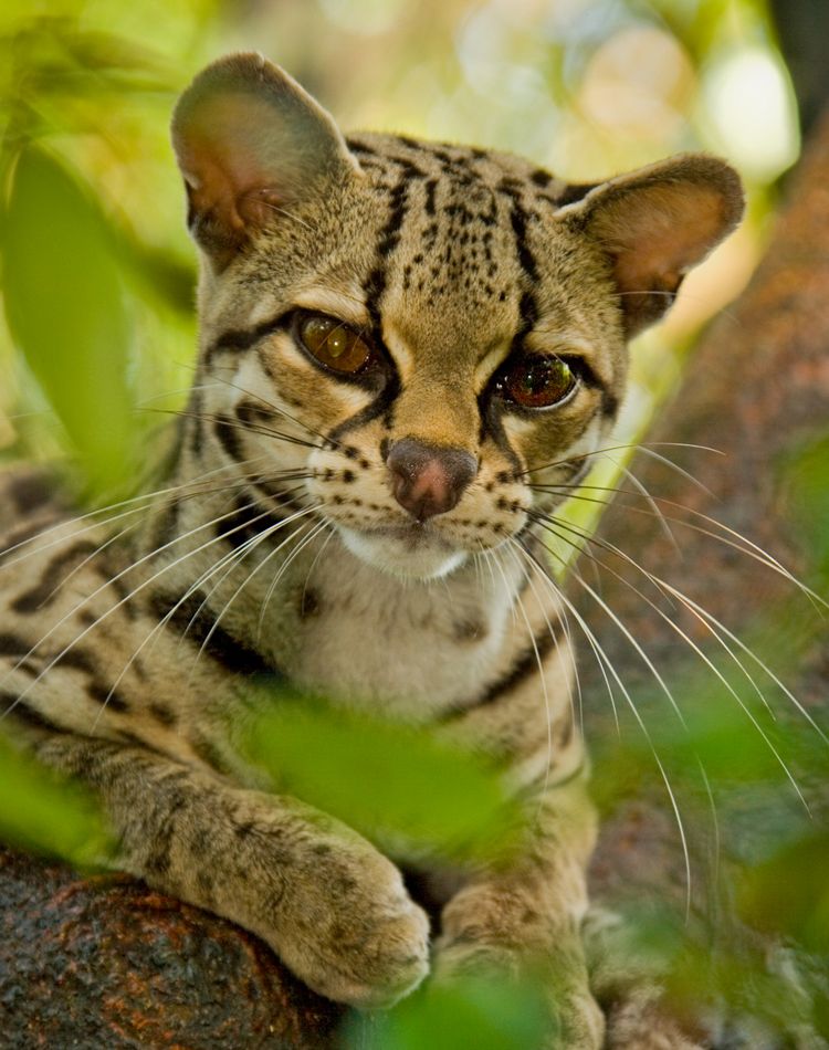 a close-up of a margay, a small type of leopard