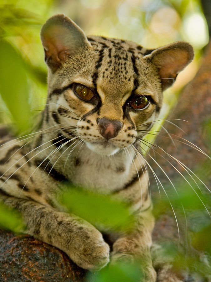 a close-up of a margay, a small type of leopard