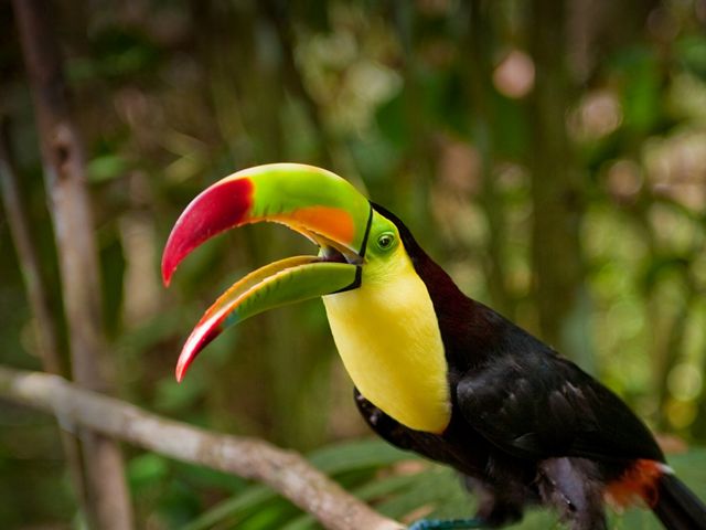 The keel-billed toucan is the national bird of Belize. The species is found in tropical jungles from southern Mexico to Colombia.
