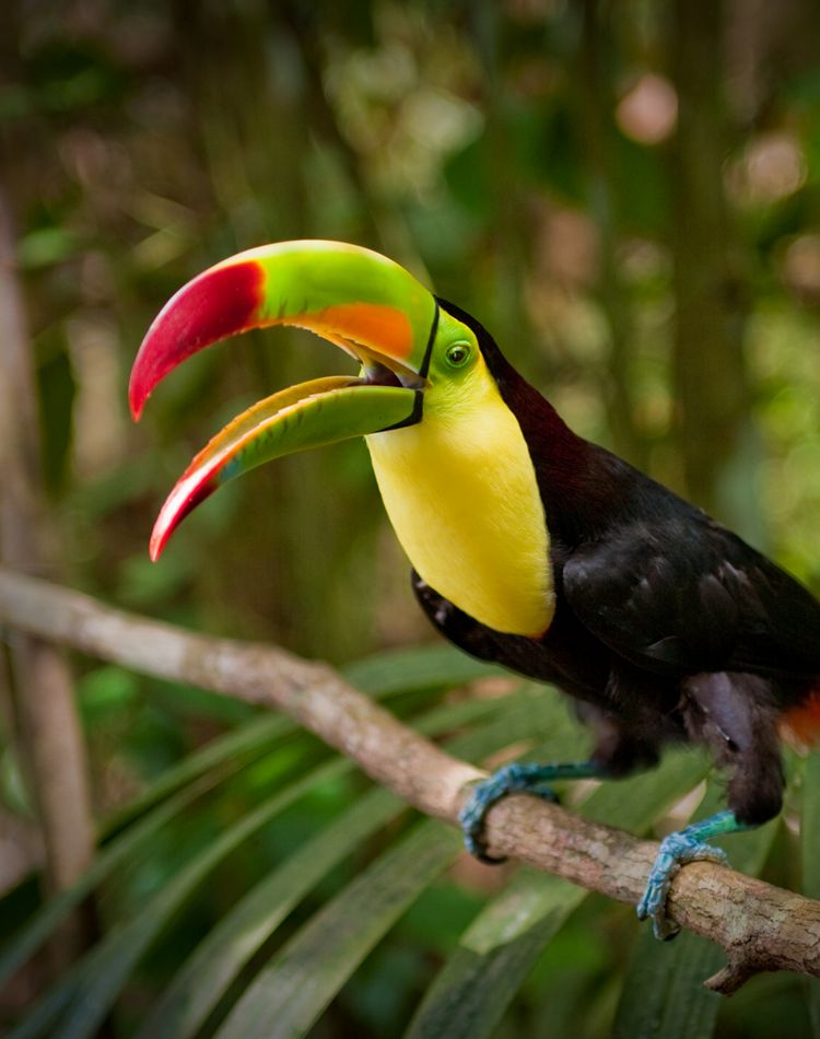a keel-billed toucan perches on a branch