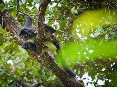 Un mono araña observa desde la copa de un árbol en la Selva Maya de Belice.