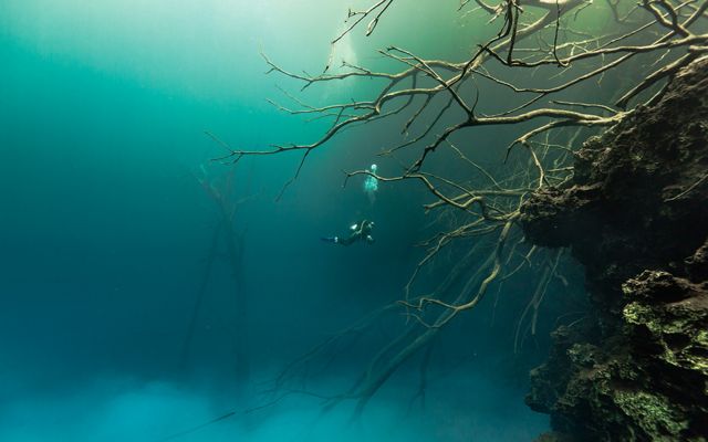 Diver exploring sunken trees amid clouds of particulate matter in Mystic Pool, Cara Blanca Pools, Belize