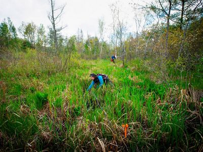 Wide angle shot of a lush grass- and tree-filled bog, where one woman kneels in the grass and another is walking in the background holding a radio transmitter.