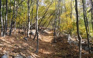 A path covered in leaves and pine needles curves through a forest. The leaves are just beginning to turn gold.