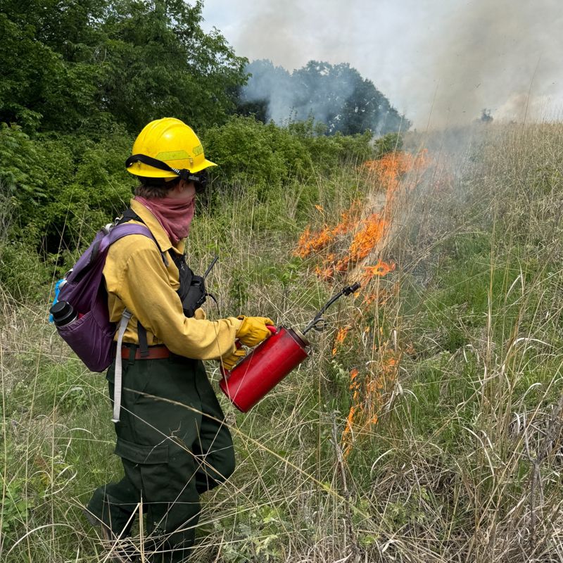 A person dressed in protective fire gear uses a drip torch to ignite a fire in tall grass.