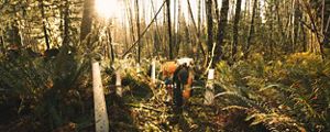 Person planting trees in a forest.