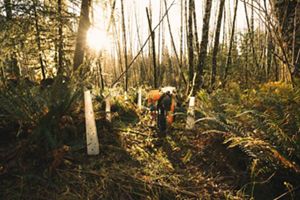Person planting trees in a forest.