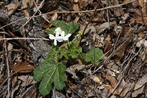 A white flower emerges from a plant blooming on a forest floor.