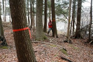 A person in an orange vest tags trees with a bright orange ribbon in a forest.