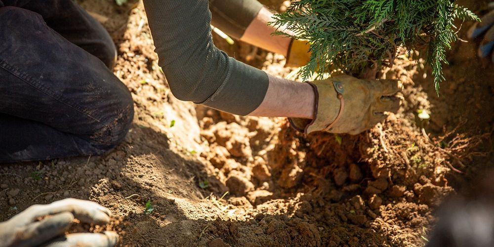 A volunteer gently places a tree into the hole prepared for it in the soil.