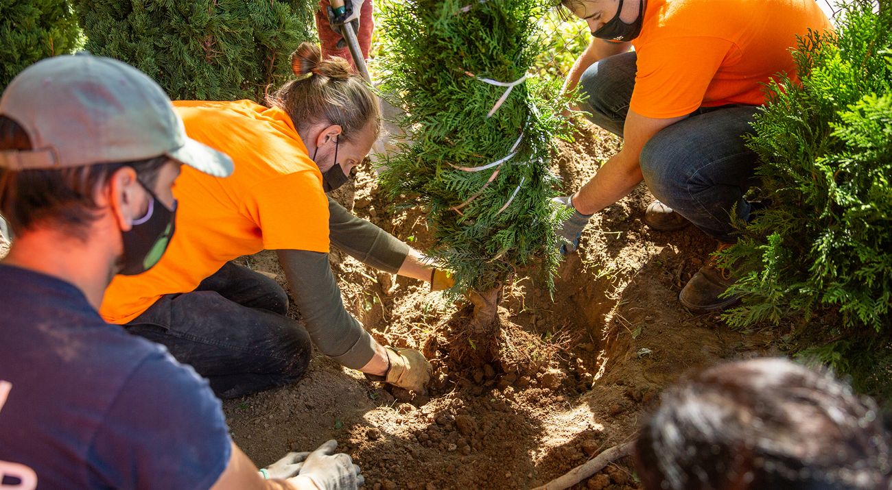 A team works to plant trees in the soil.