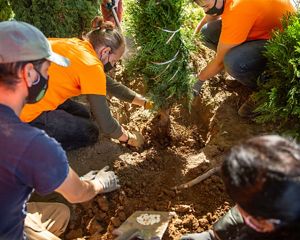 Volunteers work to plant trees in Louisville as part of the Green Heart Louisville Project.