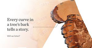 What Trees Teach Us About Fire