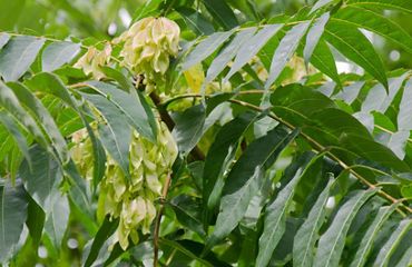 Invasive plant species tree of heaven with flowers producing foul scent.