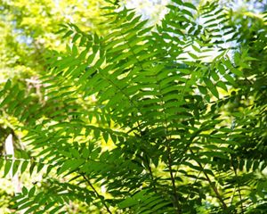 Leaves and branches of invasive tree of heaven.