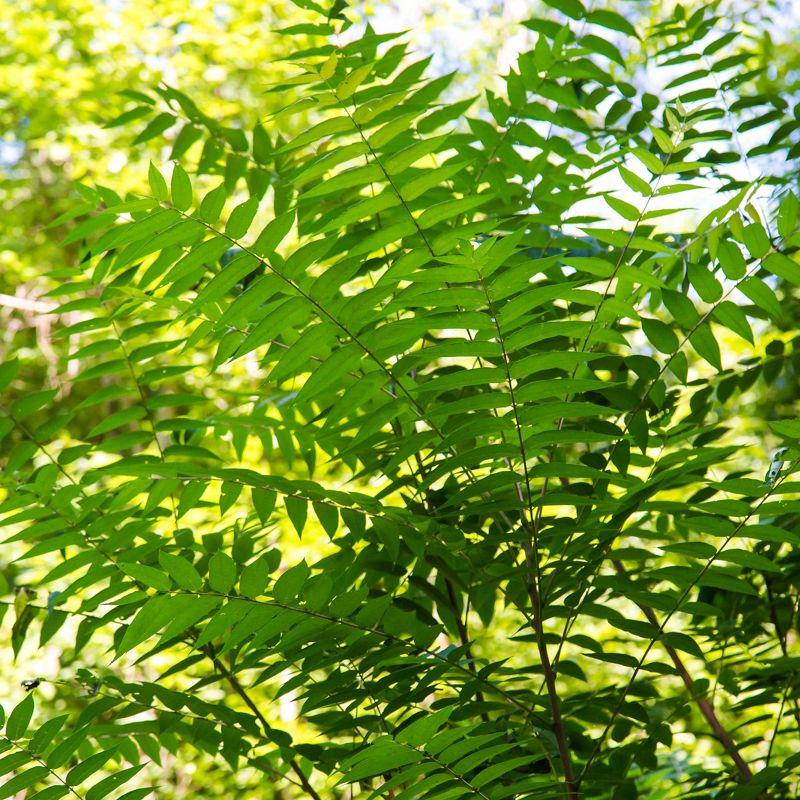 Foliage of invasive tree of heaven.