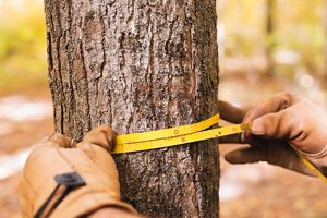 A measuring tape wraps around a tree trunk. 