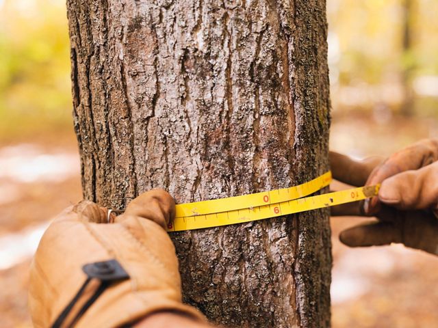 Two leather gloved hands measure a medium tree trunk with a yellow measuring tape.