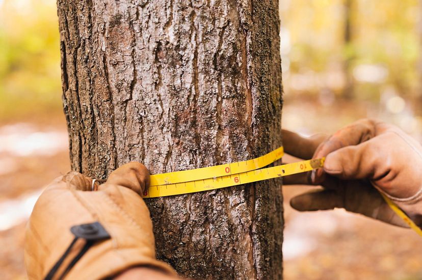 Two hands wrap a yellow measuring tape around the trunk of a tree.