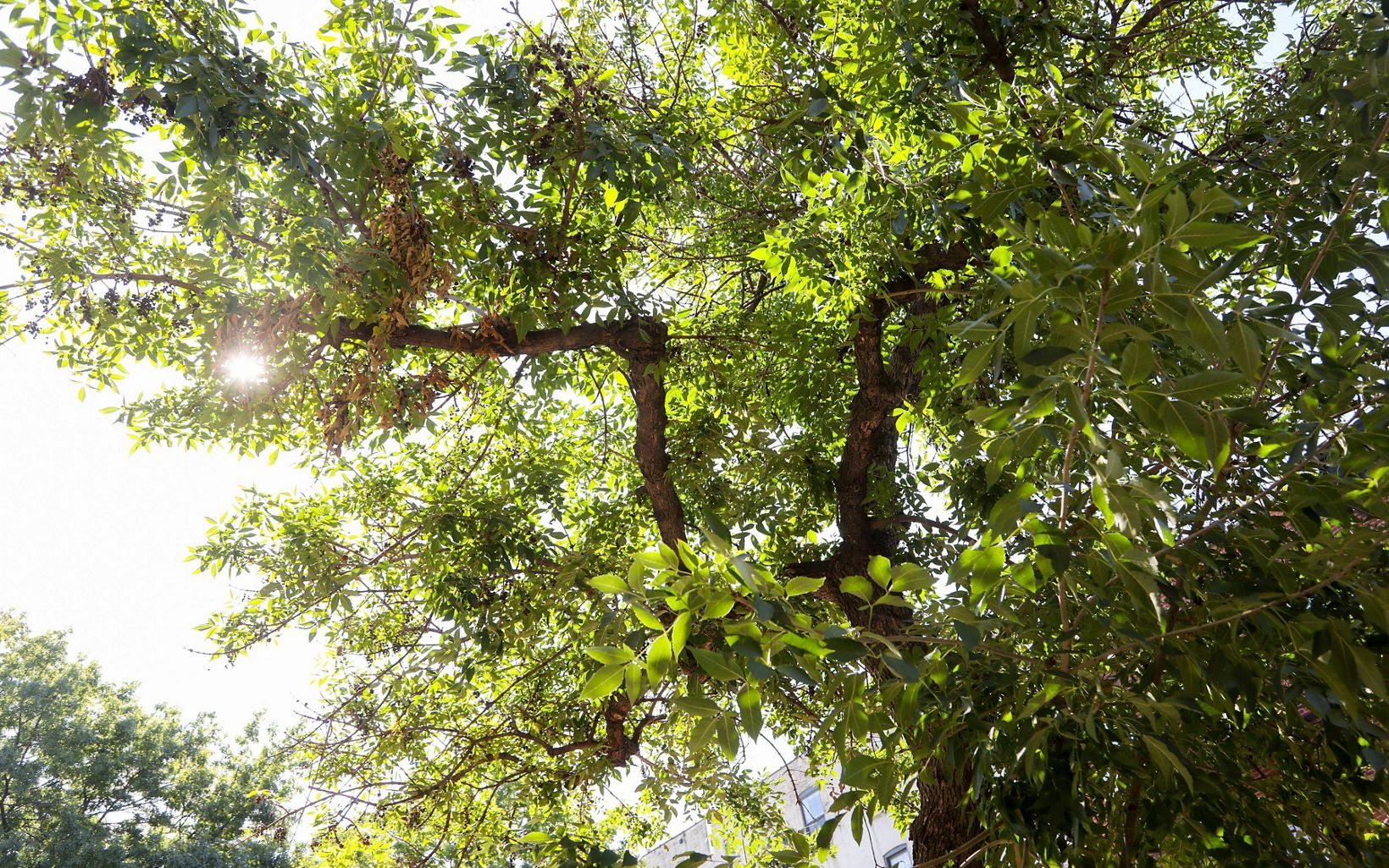 A view looking up into the canopy of a tree. Green tree leaves and a brown tree trunk, going in a few different directions, are in view.