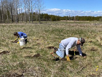 Two people kneel in a grassy field where they are digging holes to plant tree seedlings.