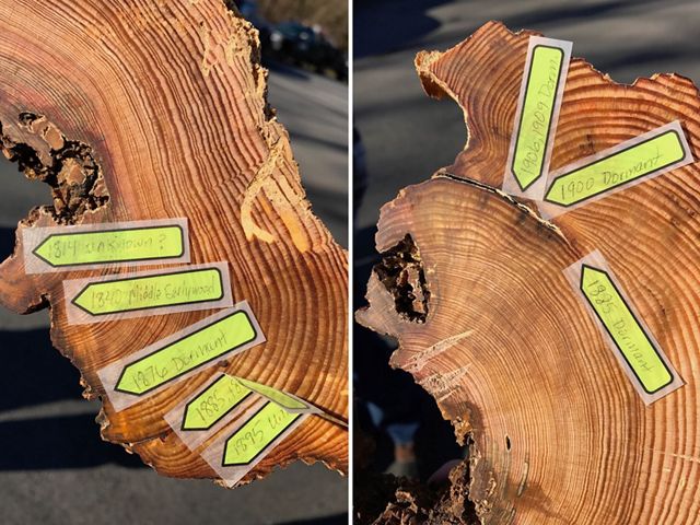 Cut view of two small trees with yellow stickie notes pointing to scars caused by fire.